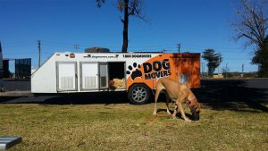 Dog Transport Brisbane
