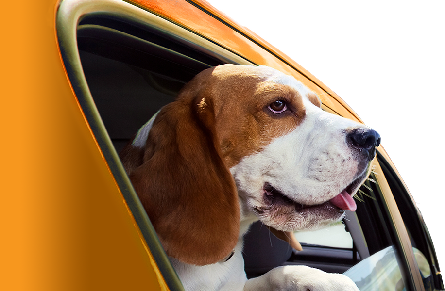 dog-in-car-dogmovers