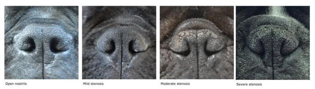 Nasal Stenosis grading in Brachecephalic Dogs