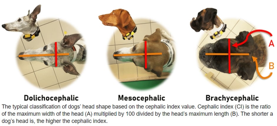 why are there so many brachycephalic dog breeds