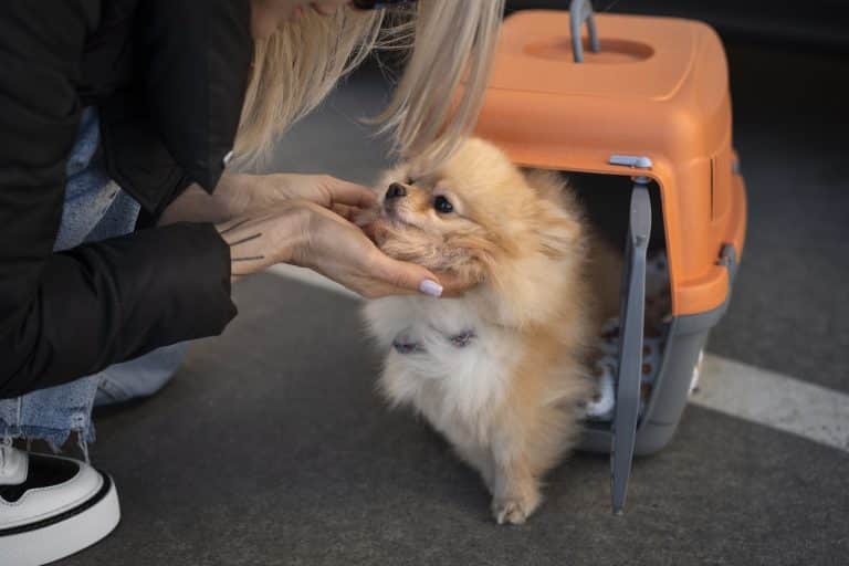 Pet travel checklist: Side view of a woman with a cute dog